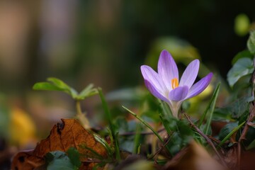Fototapeta premium Solitary Purple Crocus Flower Blooming Among Green Grass and Fallen Leaves in Autumn