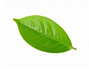 Obraz premium green leaf isolated on white