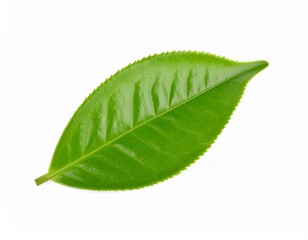 Fototapeta premium green leaf isolated on white