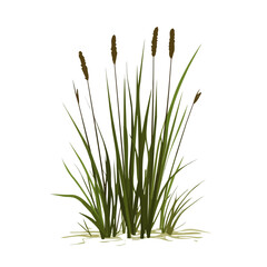 2D flat vector illustration of a Marsh Grass in icon style, isolated on white background