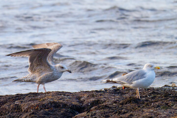 Silbermöwen im Herbst an der Ostsee