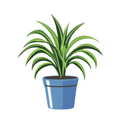 2D flat vector illustration of a Spider Plant in icon style, isolated on white background
