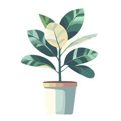 Flat 2D Variegated Rubber Plant illustration, vector graphic in icon style, on white background