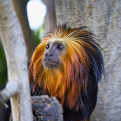 Obraz premium Golden Lion Tamarin on Tree Trunk
