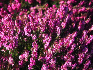 Pink spring flowers of Erica carnea 'Vivellii' in soft sunlight. Close-up of blooming winter heath in garden bed, Poland.