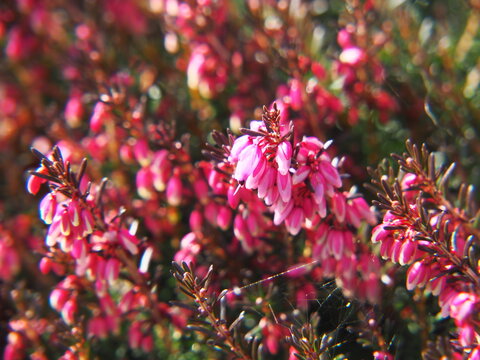 Pink spring flowers of Erica carnea 'Vivellii' in soft sunlight. Close-up of blooming winter heath in garden bed. Early spring floral macro with shallow depth of field and natural bokeh.