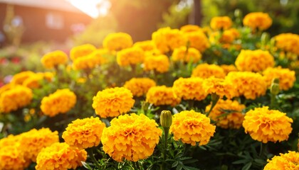 Bright yellow marigolds in a garden bed