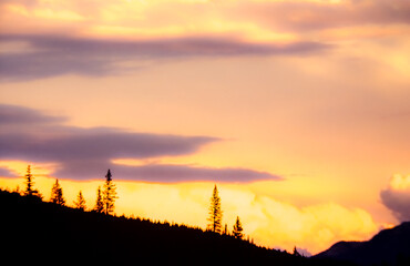 Mountain slope with a few tall pines reaching up to setting sun and purple clouds