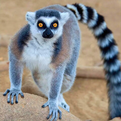 Ring-Tailed Lemur Standing Alert