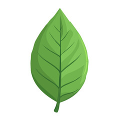 Obraz premium Laceleaf, flat style 2D vector image, isolated on a white background