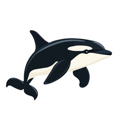 Orca, flat style 2D vector image, isolated on a white background