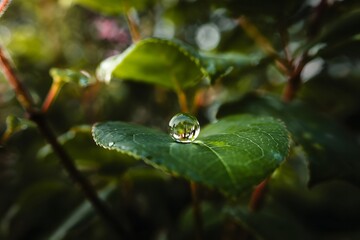 Water drop on a green leaf in a garden after the rain