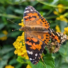 Painted Lady Butterfly on Yellow Flowers