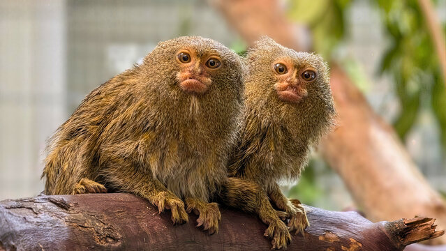 Pygmy Marmosets Sitting on Branch