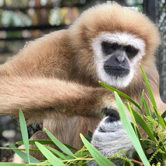 White-Handed Gibbon in Foliage