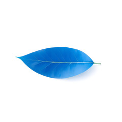 A solitary blue leaf with delicate veins and a gentle curve is placed against a pristine white background