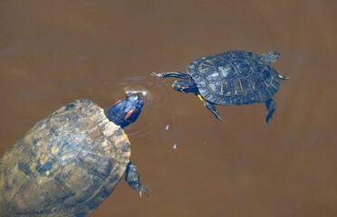 Red eared slider adult and juvenile turtle swimming at each other