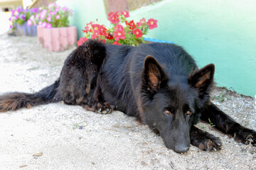A black stray dog is lying with sad eyes