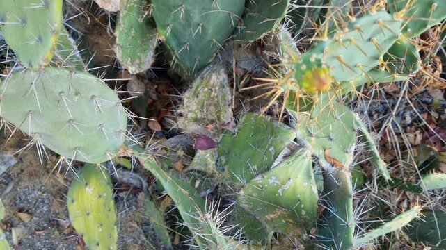 Close-up of large green spiky cactus leaves with dry leaf in summer season. Opuntia ficus 