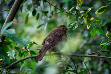 thrush on a branch