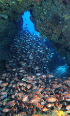 Guyadeloupe-faune sous-marine