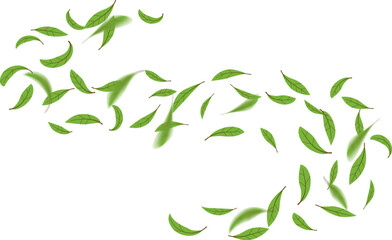 Green leaves motion flying swirl line, element nature vector illustration