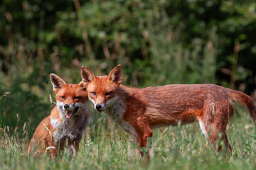 two foxes in a field