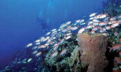 Guyadeloupe-faune sous-marine