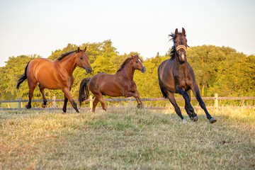 morgendlicher Aufgalopp von 3 Pferden auf der Koppel im Sommer