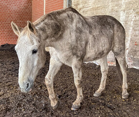 dreckiger Schimmel auf Waldboden Einstreu im Offenstall