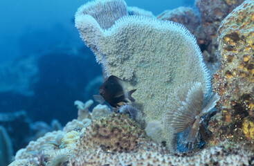 Guyadeloupe-faune sous-marine