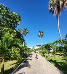 palm trees in the park