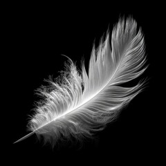 Delicate white feather on black background