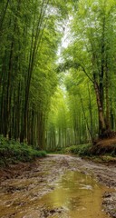 Obraz premium Verdant forest path, muddy track