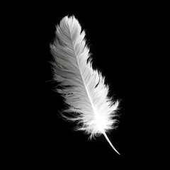 Obraz premium A single, delicate white feather, angled, against a black background. Soft, feathery texture is prominent