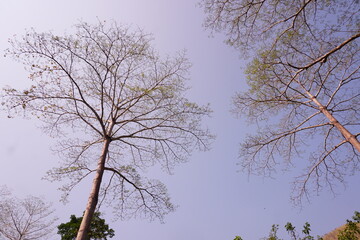 Trees with Bare Branches Against the Blue Sky