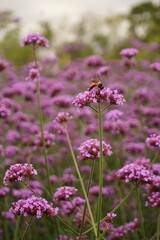 Bee Taking Nectar From Purpletop Vervain Flowers