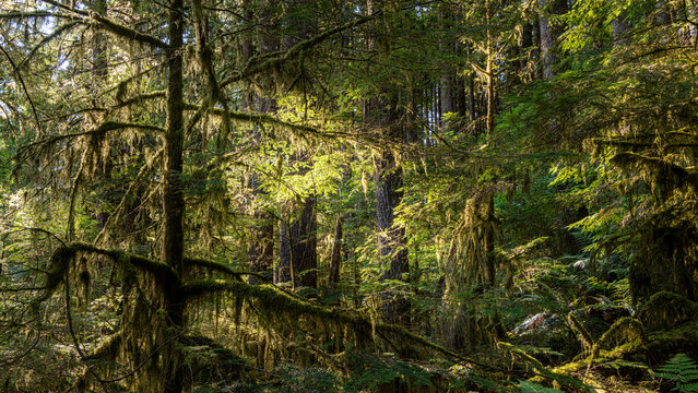 Mamquam Falls Park in Squamish, BC, Canada