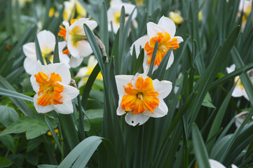 Obraz premium Daffodils yellow and white bloom in the park. Delicate spring flowers.