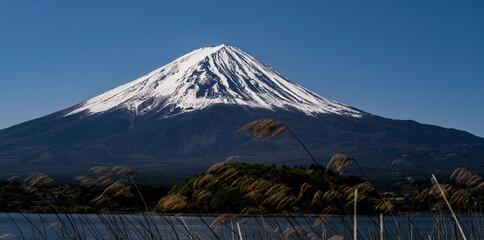 Panoramic view of Mount Fuji with reeds and lake in the foreground