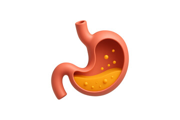 Fototapeta premium Anatomy of a Stomach with Acid and Bubbles, 3D Illustration Isolated on Transparent Background