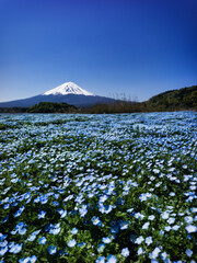 Mount Fuji with blooming blue nemophila flowers in spring