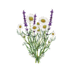 Watercolor Bouquet of Wildflowers, Floral Illustration