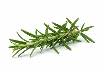 Fototapeta premium Fresh Rosemary Sprig Isolated on White Background