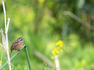 自然のホオジロ