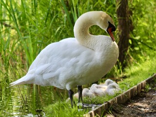 Adult Mute Swan with Cygnets Resting by Water’s Edge at RSPB Ham Wall