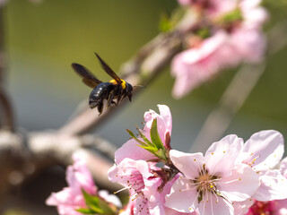 クマバチ最高の瞬間