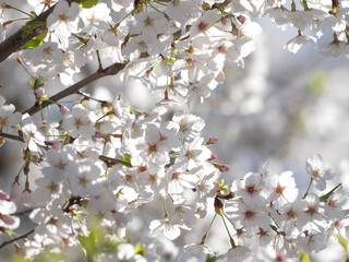 満開の桜