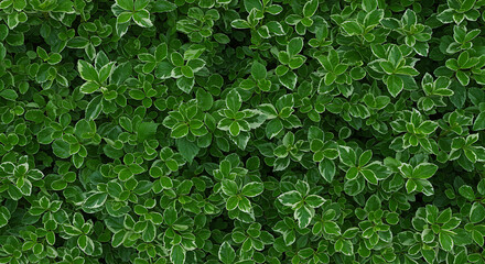 Obraz premium Closeup of Variegated Bush with Green and White Leaves.