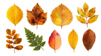Collection of Fall Foliage Including Elm, Beech, and Oak on Transparent Background

